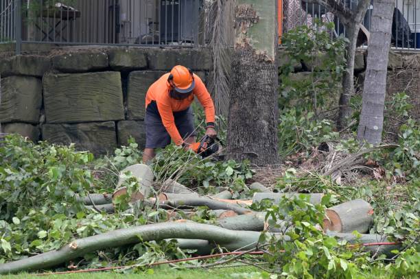 Professional Tree Service in Hanover, MN